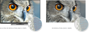 4K Panel Owls close up